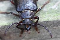 Prionus coriarius