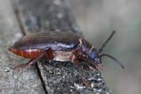 Prionus coriarius