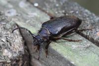 Prionus coriarius