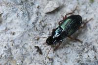Harpalus