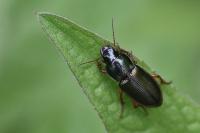 Harpalus
