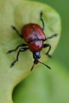 Attelabus nitens