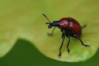 Attelabus nitens