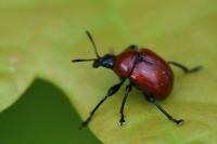 Attelabus nitens
