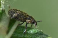 Rhinocyllus conicus