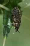 Rhinocyllus conicus