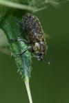 Rhinocyllus conicus