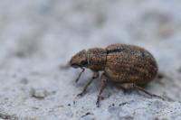 Strophosoma melanogrammum