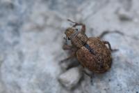 Strophosoma melanogrammum