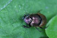 Onthophagus coenobita