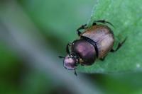 Onthophagus coenobita