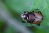 Onthophagus coenobita