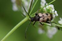 Pachytodes cerambyciformis