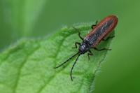 Omalisus fontisbellaquei