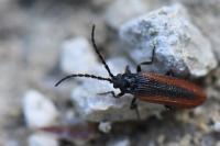 Omalisus fontisbellaquei