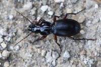Pterostichus madidus