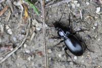 Pterostichus madidus