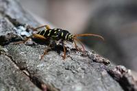 Plagionotus arcuatus