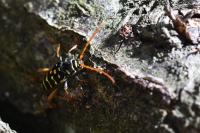 Plagionotus arcuatus