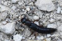 Ocypus brunnipes