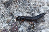 Ocypus brunnipes