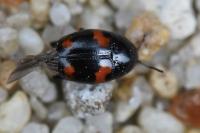 Scaphidium quadrimaculatum