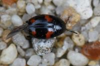 Scaphidium quadrimaculatum