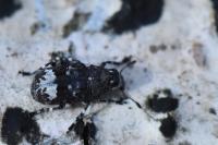 Tropideres albirostris
