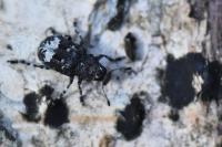 Tropideres albirostris