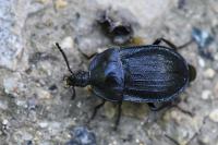 Phosphuga atrata
