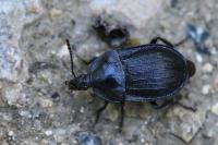 Phosphuga atrata
