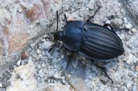 Silpha carinata