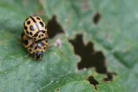 Tytthaspis sedecimpunctata