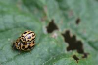 Tytthaspis sedecimpunctata