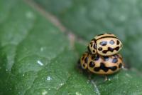 Tytthaspis sedecimpunctata