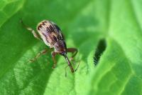Anthonomus rectirostris