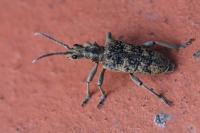 Rhagium sycophanta