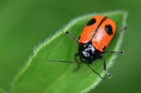 Cryptocephalus bipunctatus