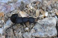 Ocypus olens