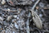 Sitona humeralis