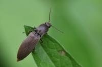 Agriotes pilosellus