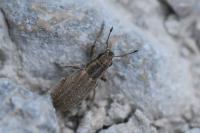 Sitona lineatus