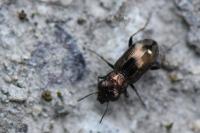 Notiophilus biguttatus