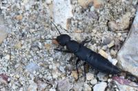 Ocypus olens