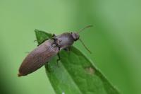 Agriotes pilosellus