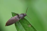 Agriotes pilosellus