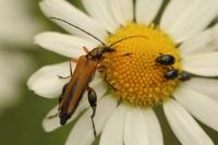 Oedemera podagrariae