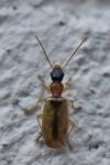 Demetrias atricapillus