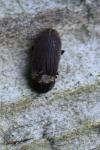 Hadrobregmus denticollis