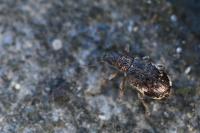 Polydrusus sparsus